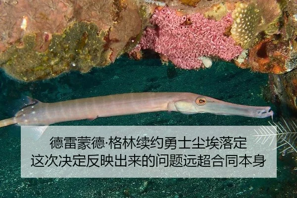德雷蒙德·格林续约勇士尘埃落定 这次决定反映出来的问题远超合同本身